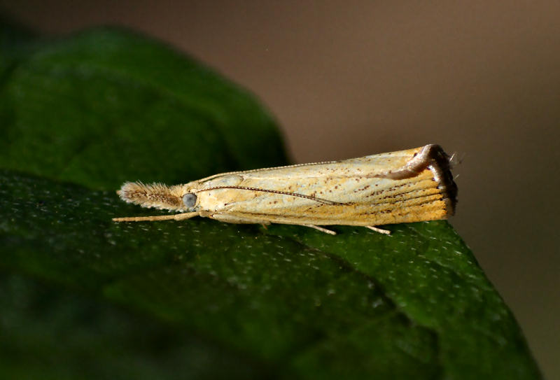 farfallina da identificare